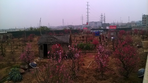 Nhiều vườn đào thất thu do nắng ấm ảnh 6